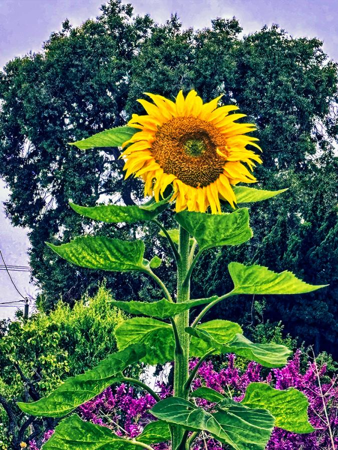 Garden Flowers